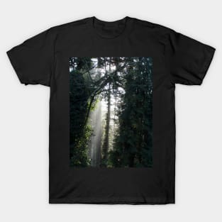 Early Morning Sun Rays #7 T-Shirt